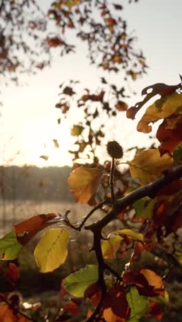 autumn leaves in sunlight