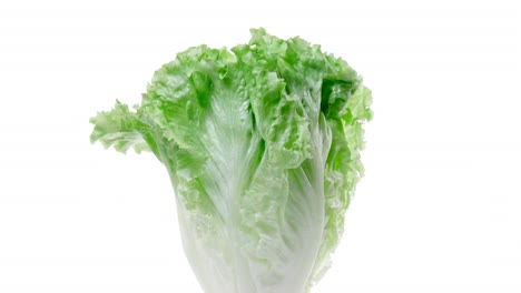 fresh raw green lettuce rotating over white background