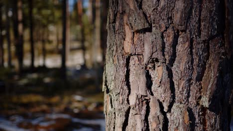 tronco de pino envejecido con patrón de corteza de árbol, bosque de árboles coníferos en el fondo