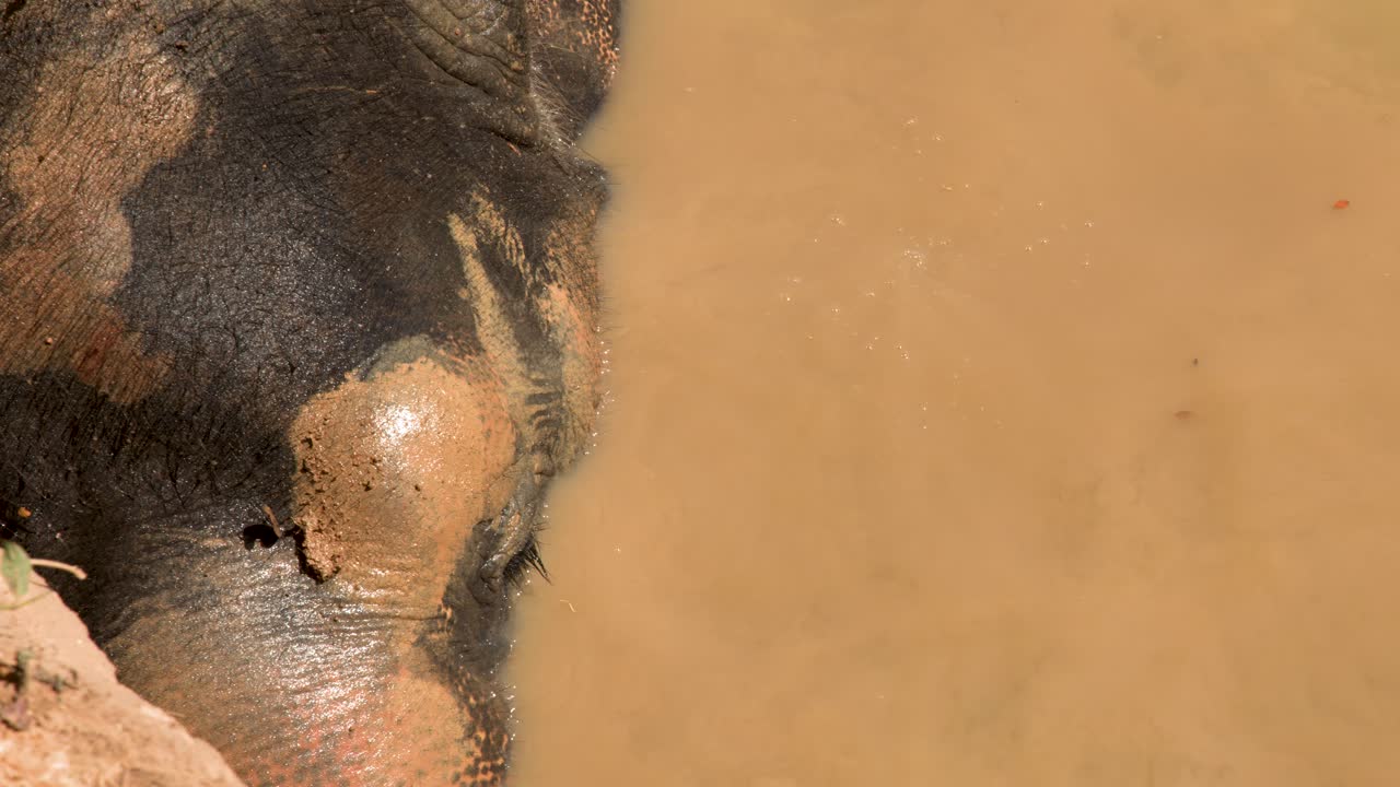 Extreme close up shot of an Asian elephant's head and trunk in brown muddy water