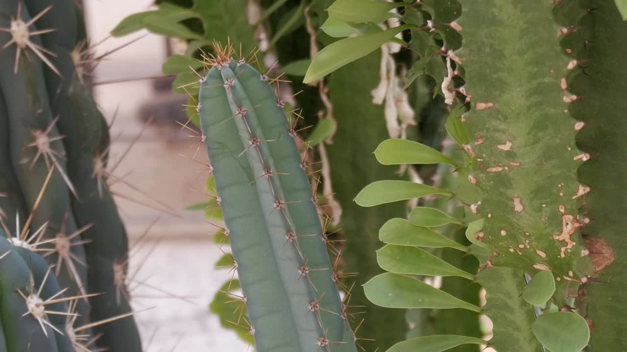Bottom up view of succulent plants in slow motion. Close-up