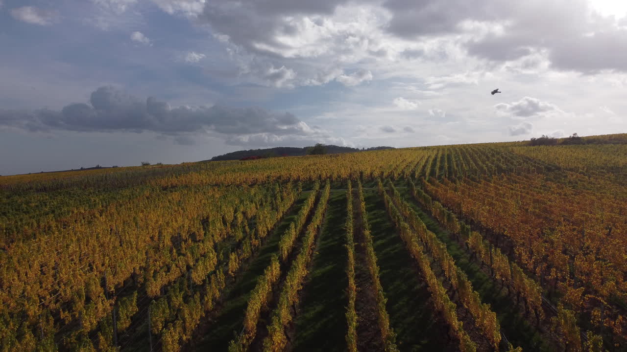 Backward dolly above the ripe vineyard Riquewihr, Alsace, France