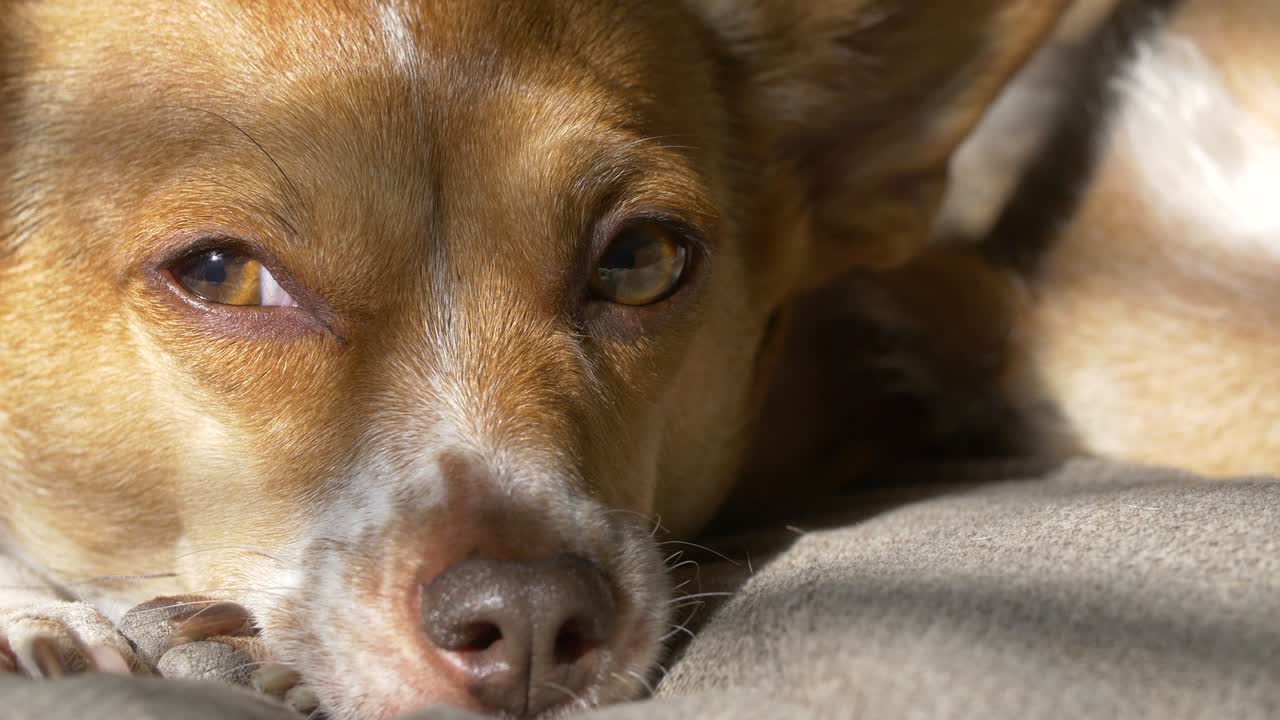 Cachorro dormindo à luz do sol