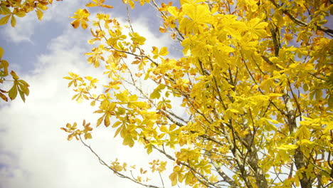 Beautiful-Golden-Yellow-Fall-Leaves-with-blue-sky-and-clouds-in-the-background-on-autumn-day