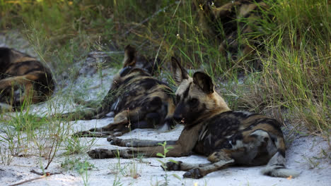 pack of african wild dogs resting on sandy ground in the shade of tall grass in south africa