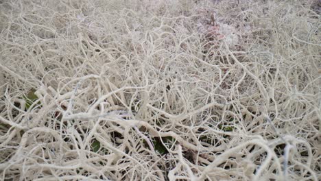 Tundra-Artica.-Hermosa-Naturaleza-Paisaje-Natural-De-Noruega.