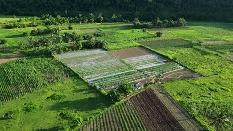 aerial drone shot of vast farmland and crop fields in a tropical, philippine province