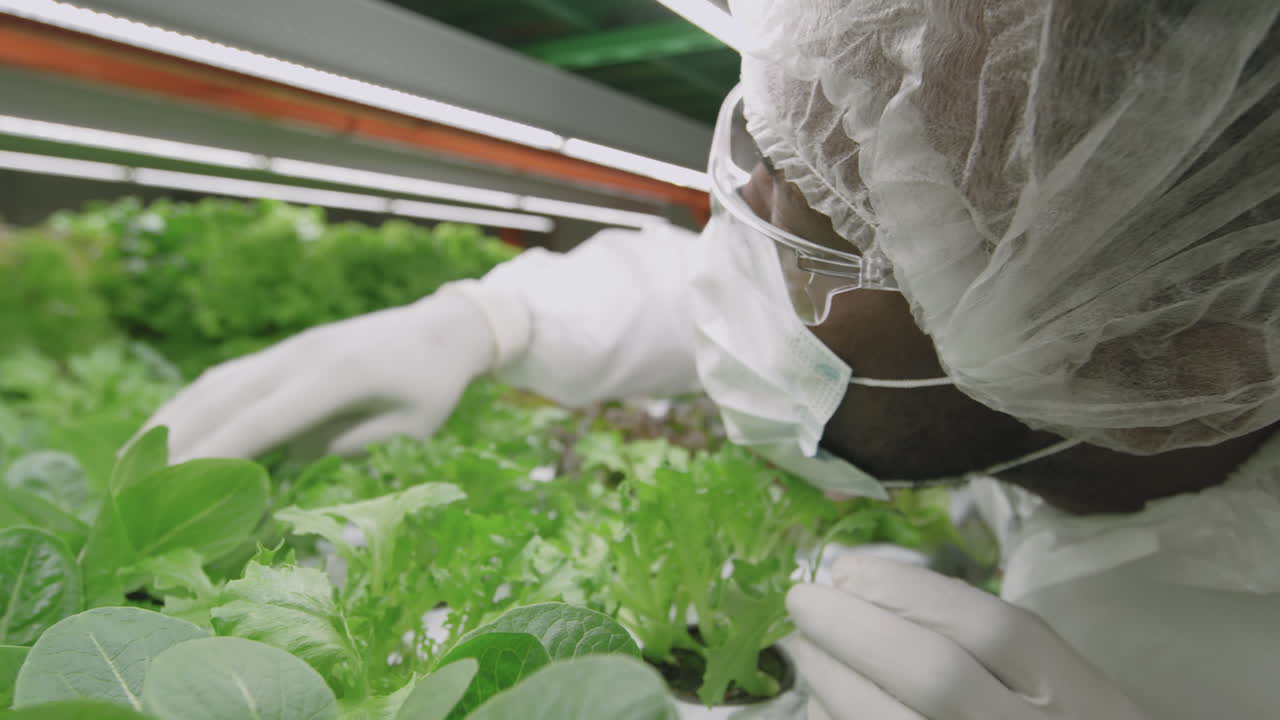 African Agroengineer Examining Green Seedlings