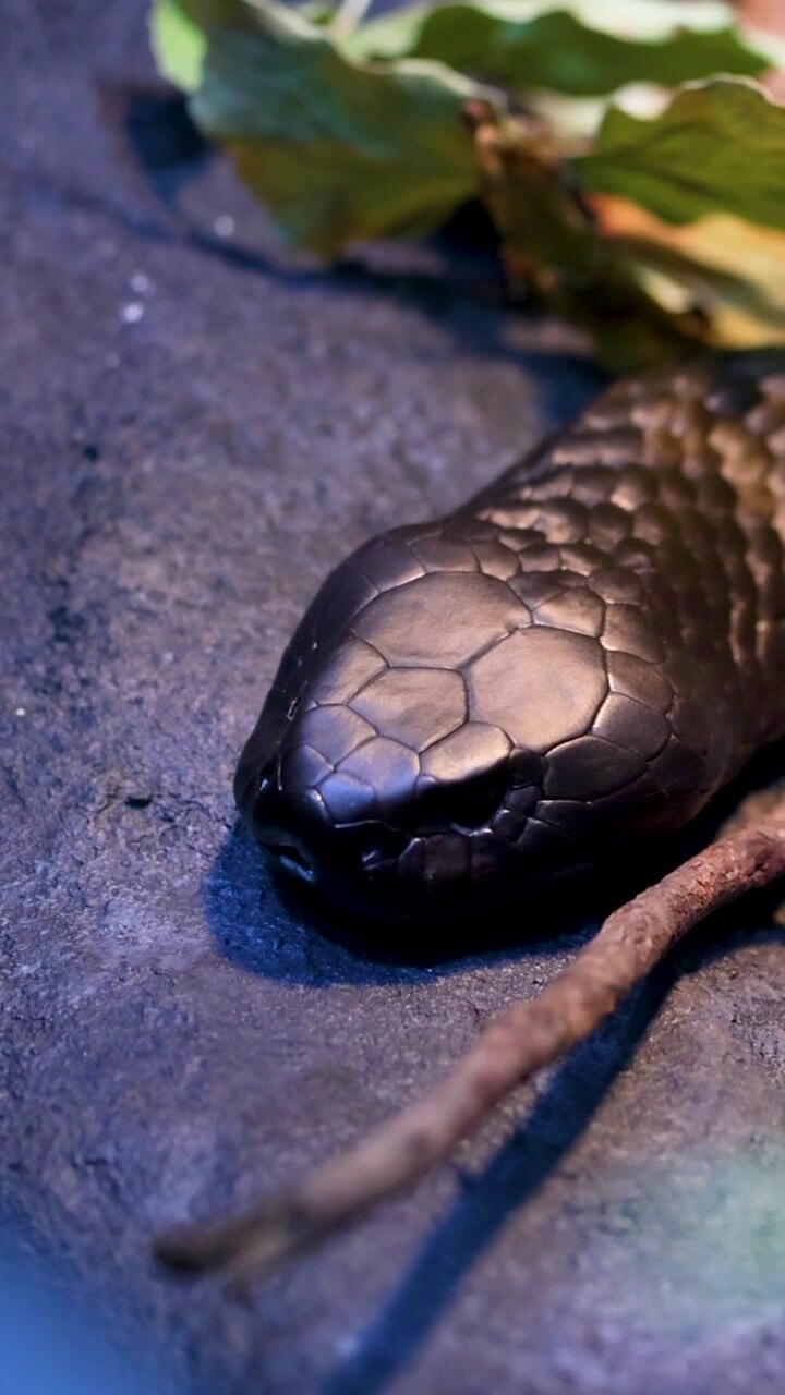 A detailed vertical shot of a dark snake's head resting on a textured rock surface.