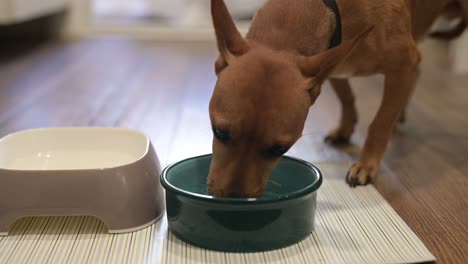 close-up view of a brown dog eating at his feeder