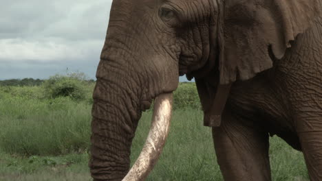 african elephant tilt shot of big bull "tusker" with huge tusks, eating, in the grasslands, amboseli n