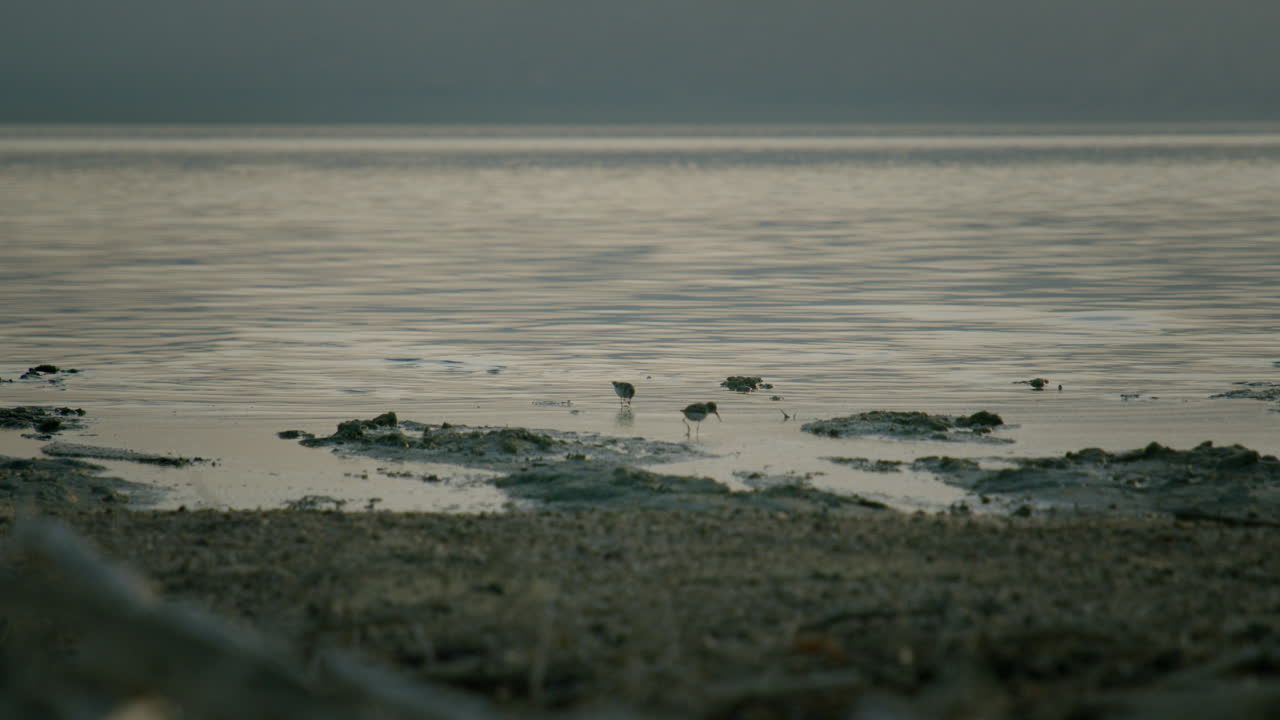 Birds on the shore