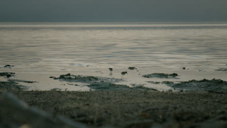birds on the shore
