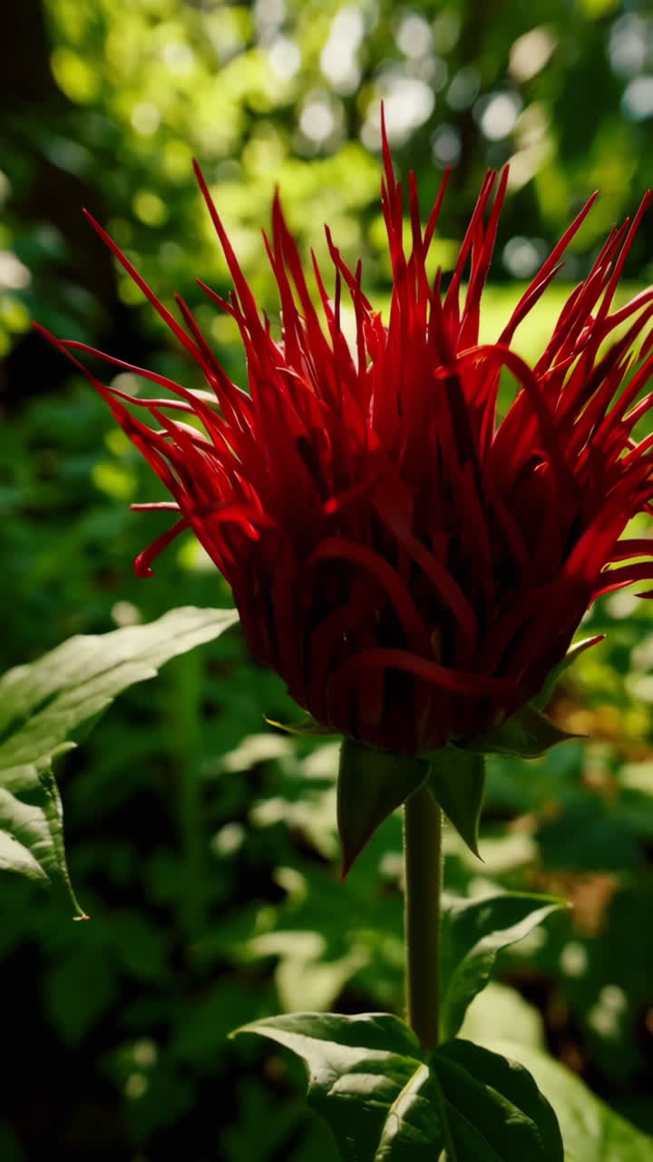 정원에서 붉은 꽃