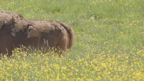 Profile-view-of-back-end-of-European-bison-with-swinging-tail-in-meadow