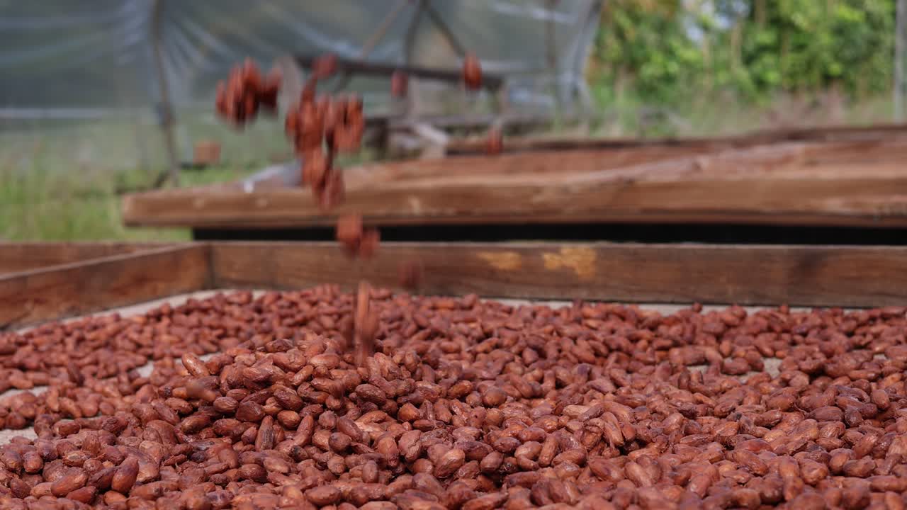 Raining Cacao Seeds Commercial Footage