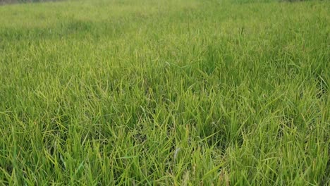 high angle zoom in shot of paddy field grass, india