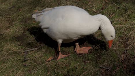 el ganso blanco está picoteando la hierba