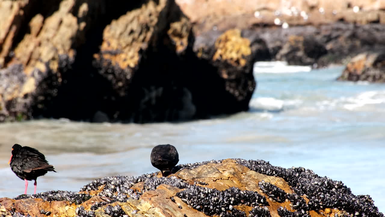 Pair of African Black Oystercatchers sit on rock in intertidal zone covered in black mussels on coastline as tide rolls in, Hermanus, South Africa
