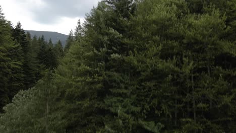 Er-Erhebt-Sich-Aus-Dem-Inneren-Des-Waldes-Und-Offenbart-Ein-Wunderschönes,-Waldbedecktes-Tal