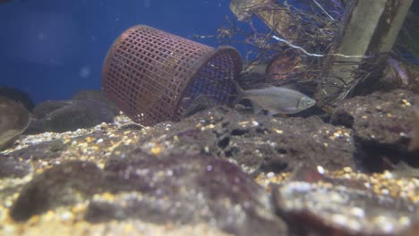 Problemas-Ambientales-Relacionados-Con-La-Contaminación-Del-Agua.