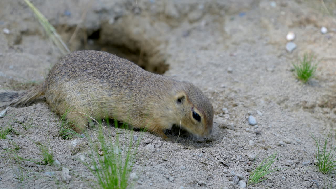cerrar cámara lenta de ardilla de tierra salvaje cavando en el suelo y buscando comida