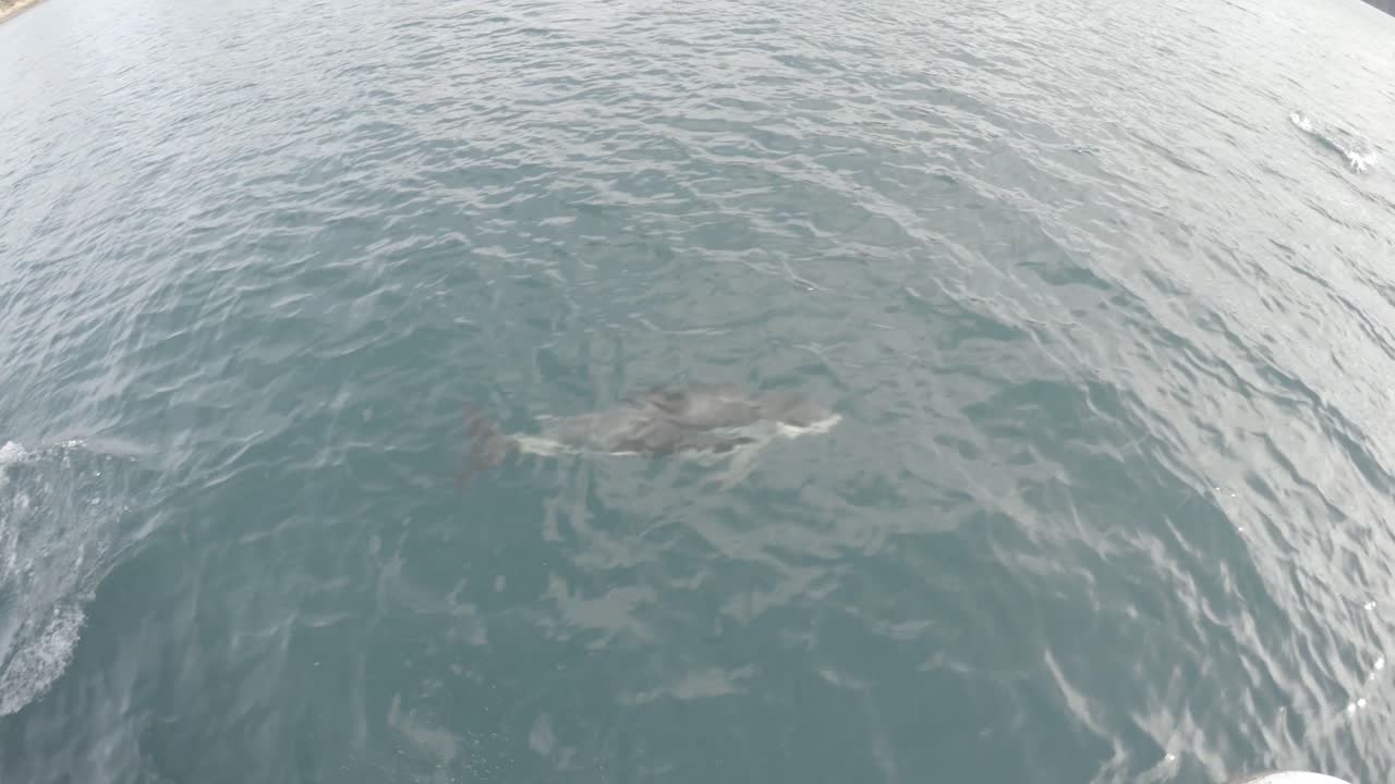 Dusky Dolphins playing in the Queen Charlotte Sounds in the South Island of New Zealand