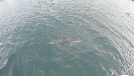 Dusky-Dolphins-playing-in-the-Queen-Charlotte-Sounds-in-the-South-Island-of-New-Zealand