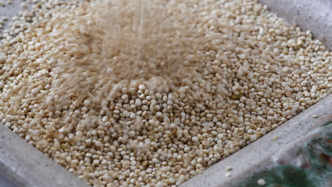 Mediterranean flour moth, one larvae can been seen moving under the grain middle leftwhile the other two weevil are seen when the seed is being poured, also known as the pantry pest