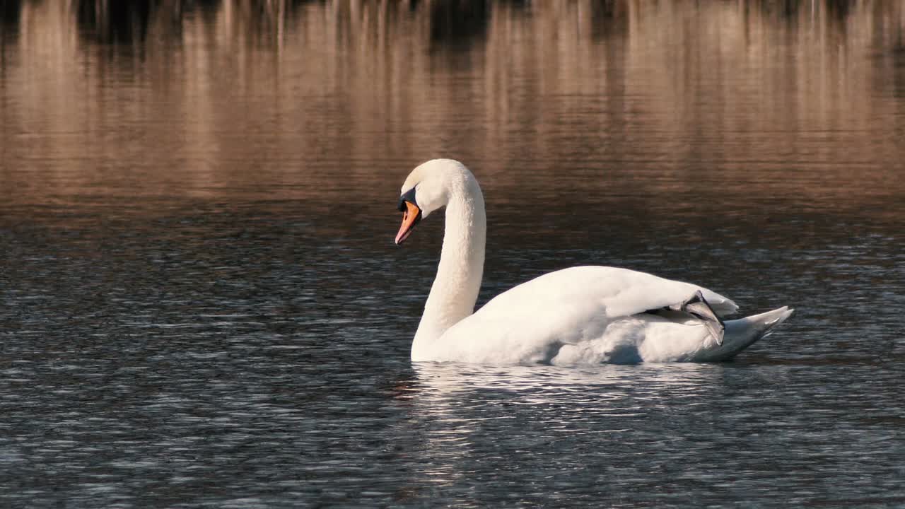 el cisne blanco vuela solo. un hermoso pájaro grande