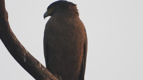 eagle chilling on sunset .