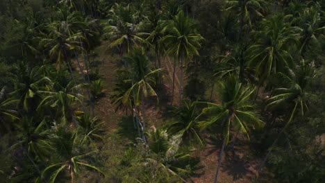 Tall-palm-trees-with-green-leaves-in-grove-on-sandy-Koh-Kood-beach