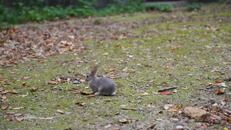 lindo conejo gris comiendo hierba en okunoshima, isla del conejito de japón