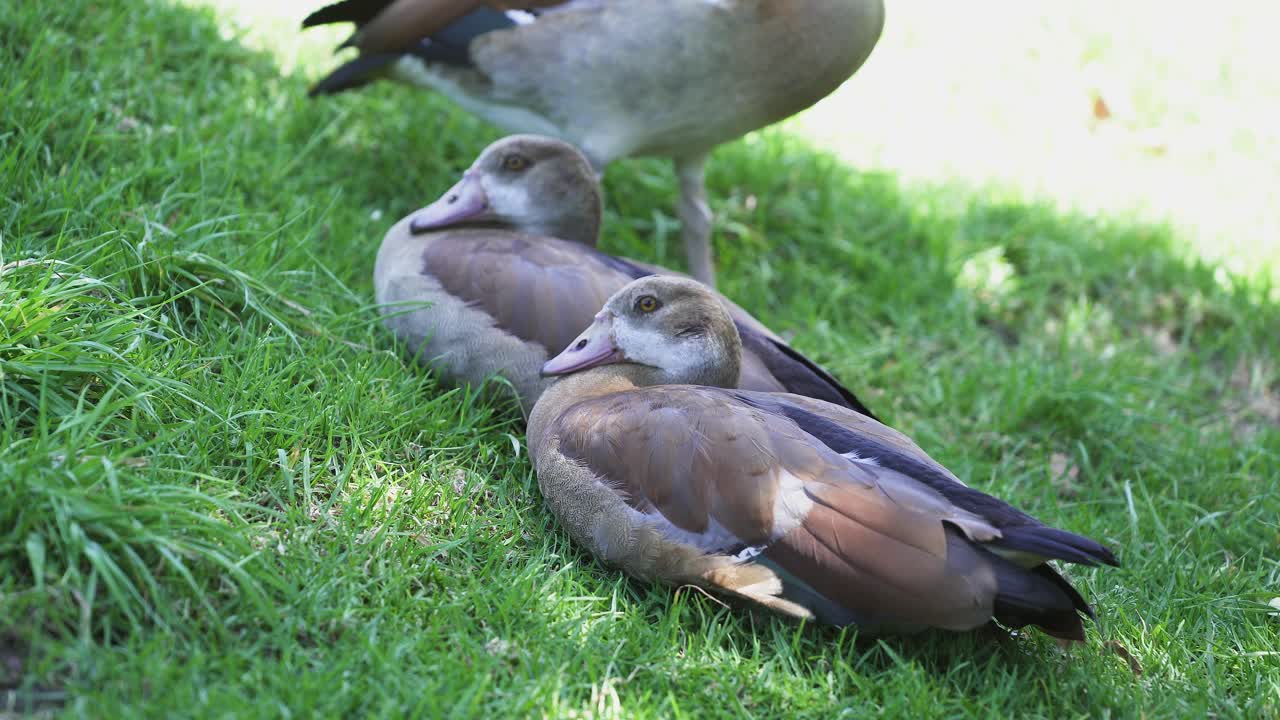 египетские гуси отдыхают на зеленой лужайке ботанического сада кирстенбош в кейптауне, южная африка