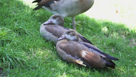 egyptian geese resting on green lawn of kirstenbosch botanical garden in cape town, south africa