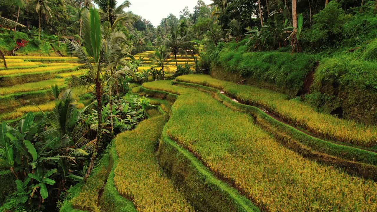 Veduta aerea con drone delle terrazze di riso di Tegalalang attraverso i terrazzamenti giallo-verdi, Ubud, Bali.