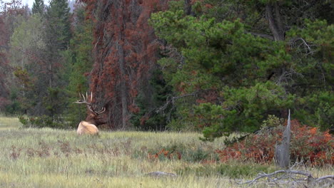 bull elk rests during rut in canadian wilderness, long shot