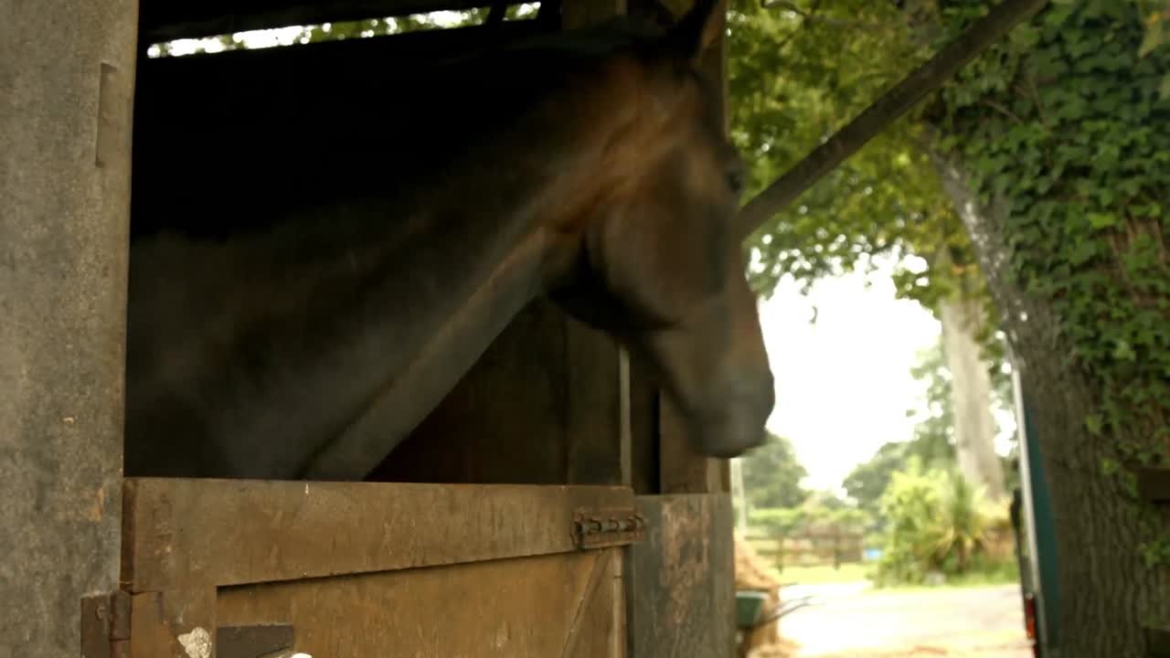 Horses in stable in the countryside