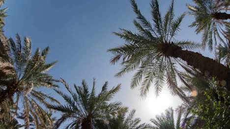 zagora palms 01