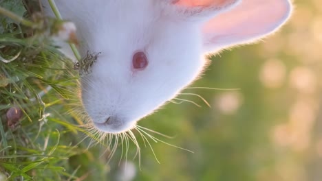 one cute white bunny is eating in a field with green grass and the setting sunlight illuminates his fur with a beautiful glow