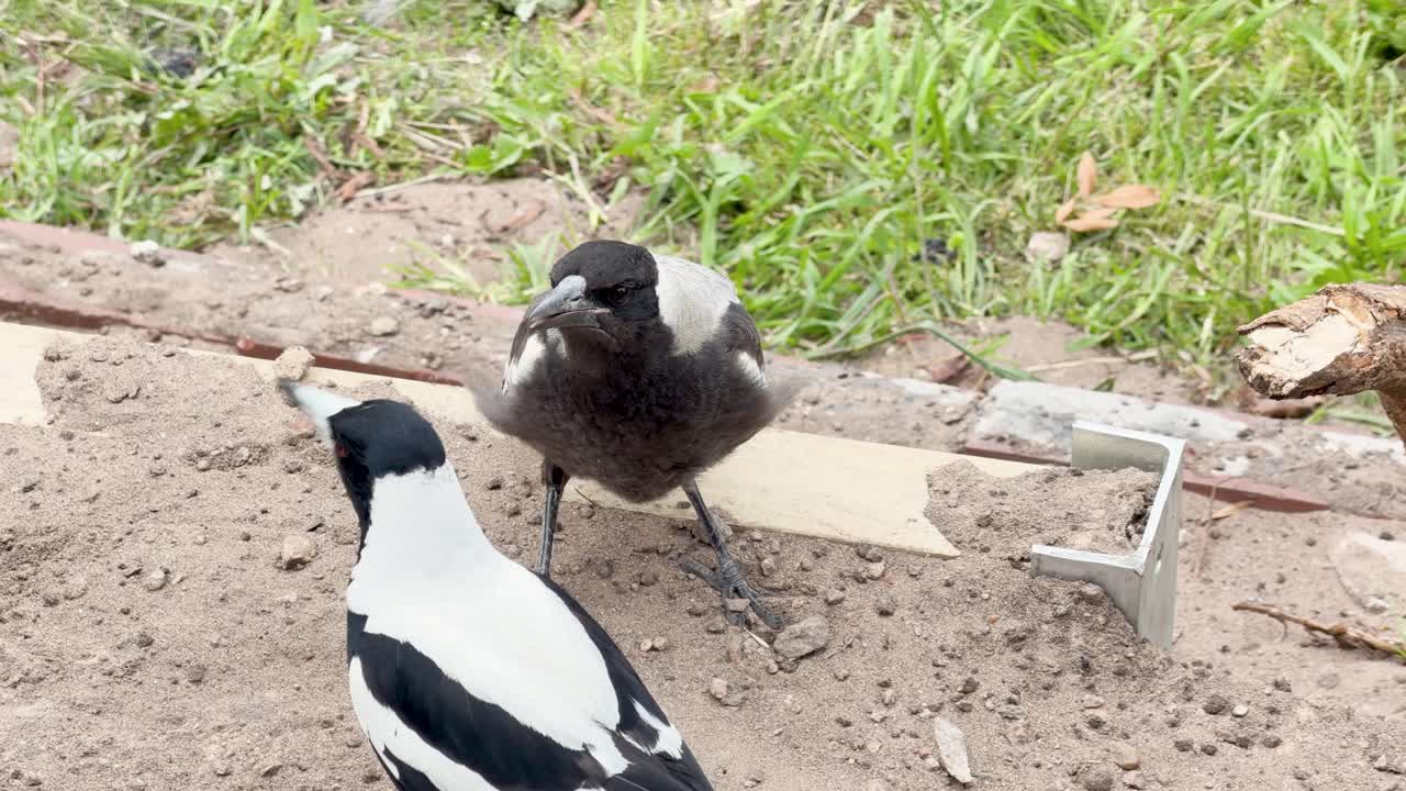 Adult magpie feeds open-mouthed chick on grassy ground in natural daylight, close-up perspective