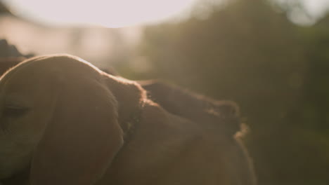 close-up of someone rubbing dog s body with grooming glove while holding leash under bright sunlight, creating a soft silhouette effect, sunlight shines gently in the background