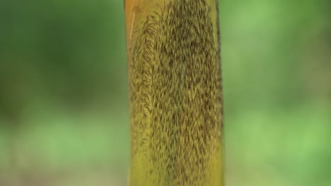 al comienzo del monzón, nuevos árboles de bambú están creciendo en el bosque