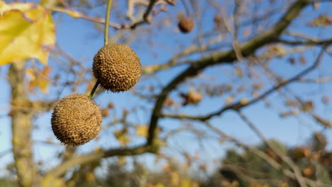 blurry plane tree and fruits on branches of tree against blue sky, selective focus, slow motion