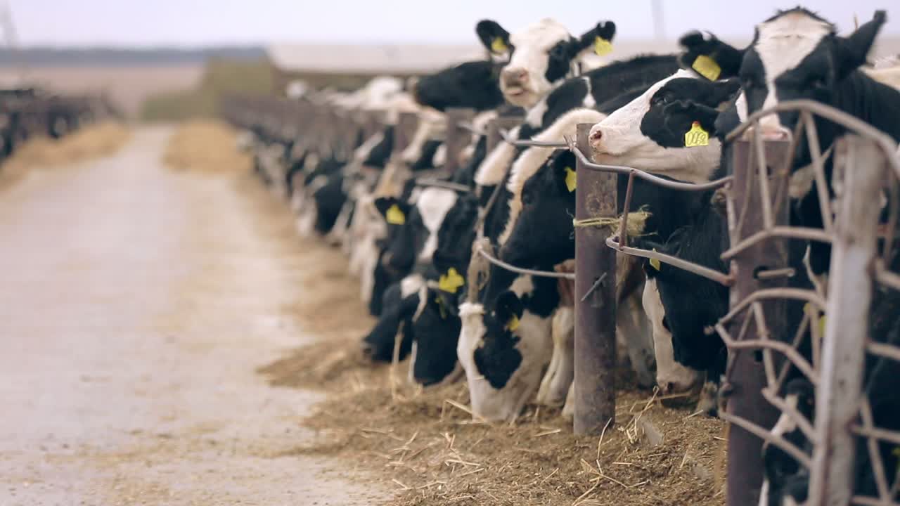 alimentación de las vacas en la granja. fábrica de leche. granja agrícola. ganado vacuno pastoreo
