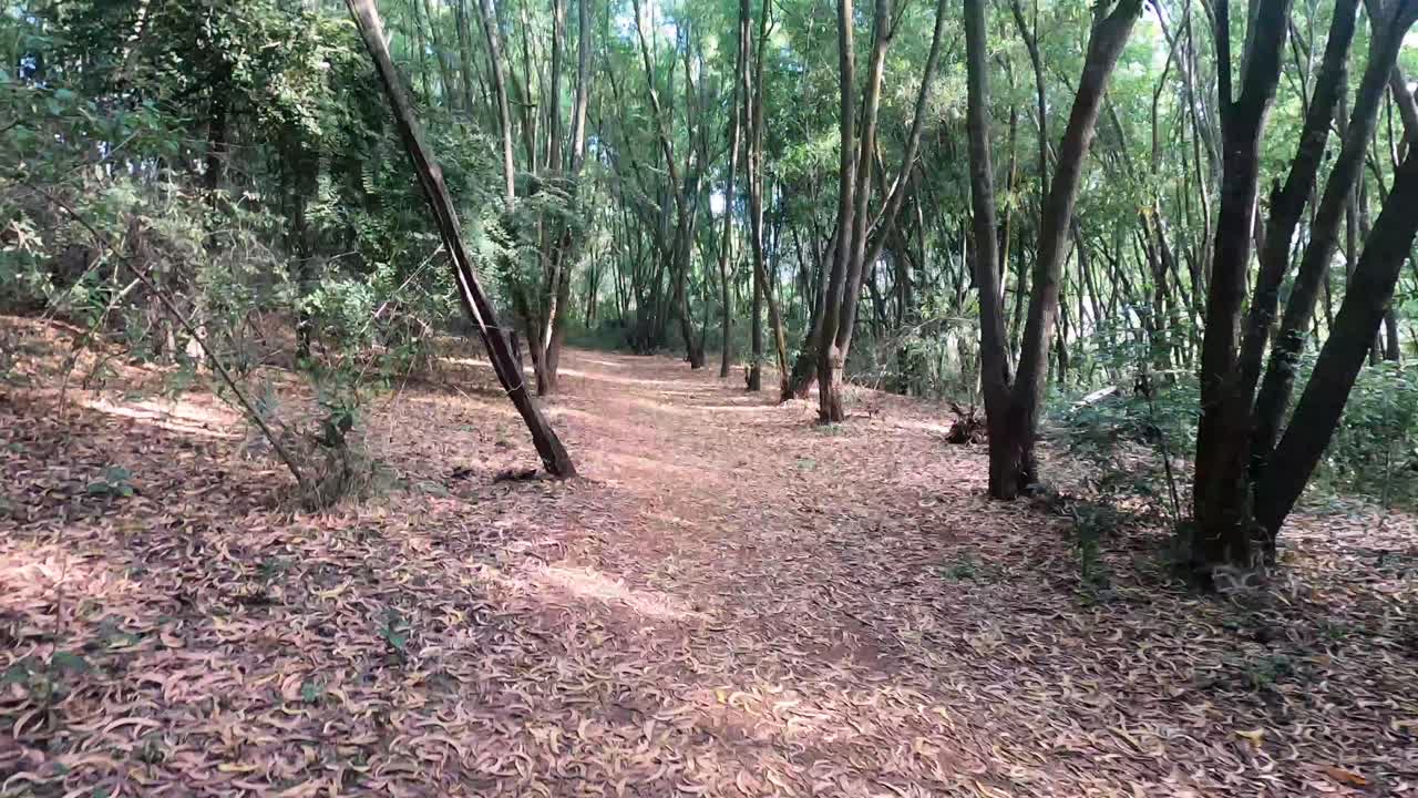 lapso de tiempo de salir de los bosques de niligri, india - lapso de tiempo