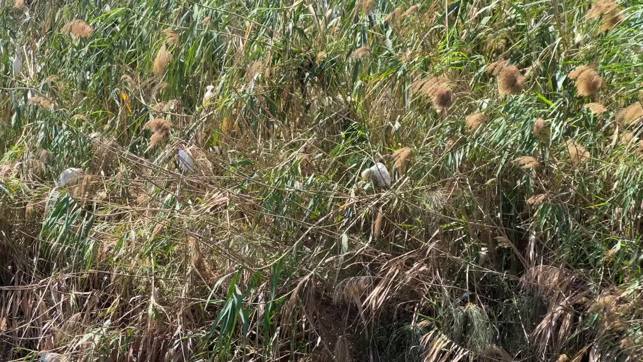 이집트 카이로 근처 의 나일 강 이 낮 에 아프리카 북부 의 동식물 과 식물 과 함께