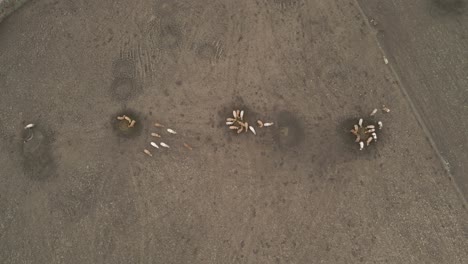 Overhead-View-Of-Domestic-Cows-Eating-On-Round-Feeder-On-Irish-Farm