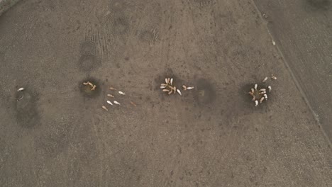 overhead view of domestic cows eating on round feeder on irish farm