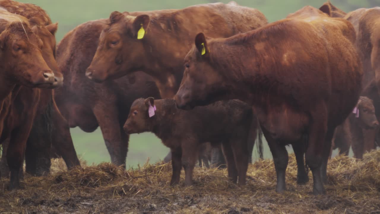 Un piccolo vitello marrone in piedi in una mandria di mucche adulte.